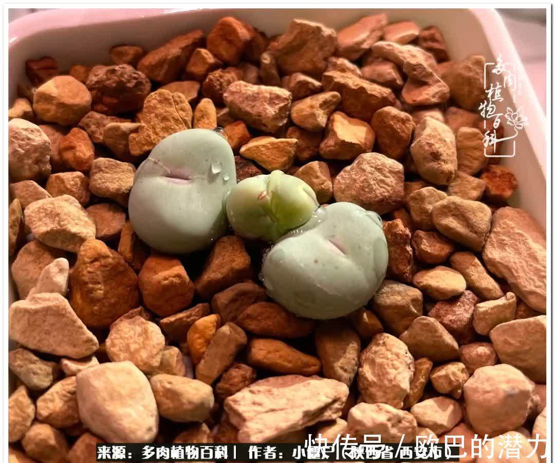 从景天到水泡和肉锥,那些年阳台种植多肉的历程!