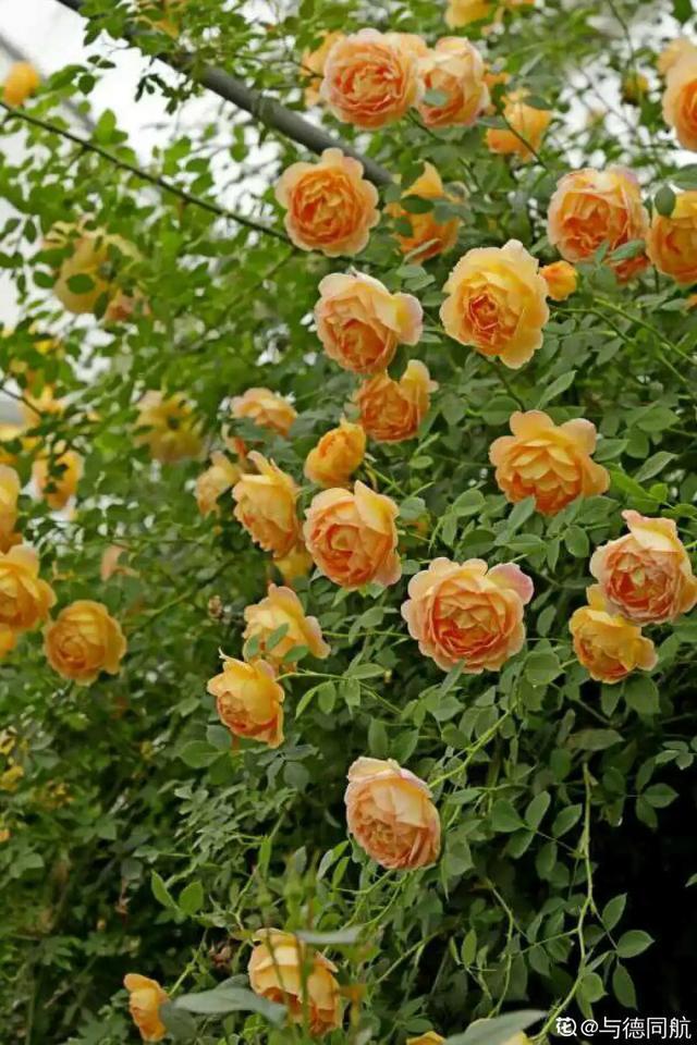 想要家里四季花开，这20种花，连续能开300天，完全不歇气