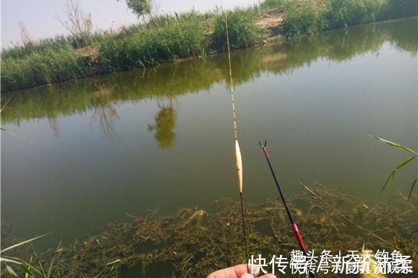 手竿钓鲤鱼的调漂要点,“空枪”太多,一定要试试这些调漂方法