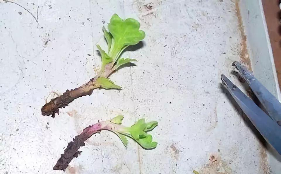 入冬后,这些花别折腾,越折腾越死