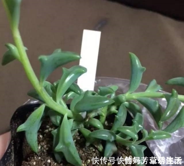 多肉|这个小盆栽居然卖600多万,快看看你家有没有!