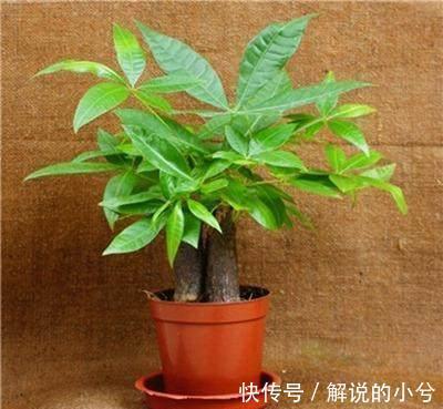 原来发财树要这样养才能绿油油,难怪我之前养的老是烂根