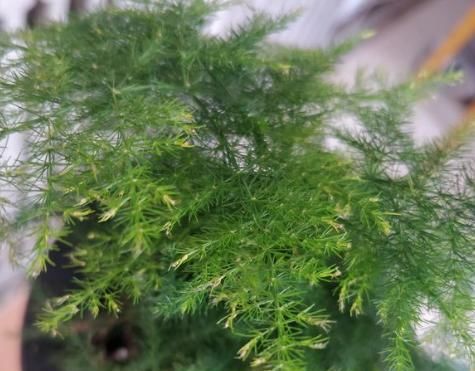  盆栽植物|花卉盆栽买回来，一定注意此几个细节