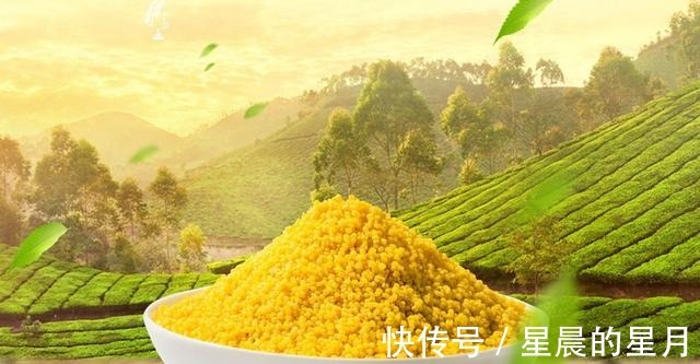 野钓鲫鱼和鲤鱼等淡水鱼如何用麦谷做窝料野钓窝料的制作要点!