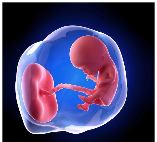 约翰斯通|怀孕是一场“宫斗”大戏,原来母亲和胎儿也会发生战争,怎么回事