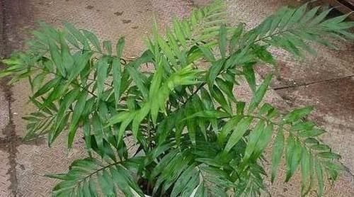 来不及出门远游,就在家养盆袖珍椰子,做到4点可赏异域风光