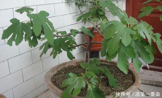 春季种盆栽果树,用4个小技巧,果子结的多又大,有阳台就能种!