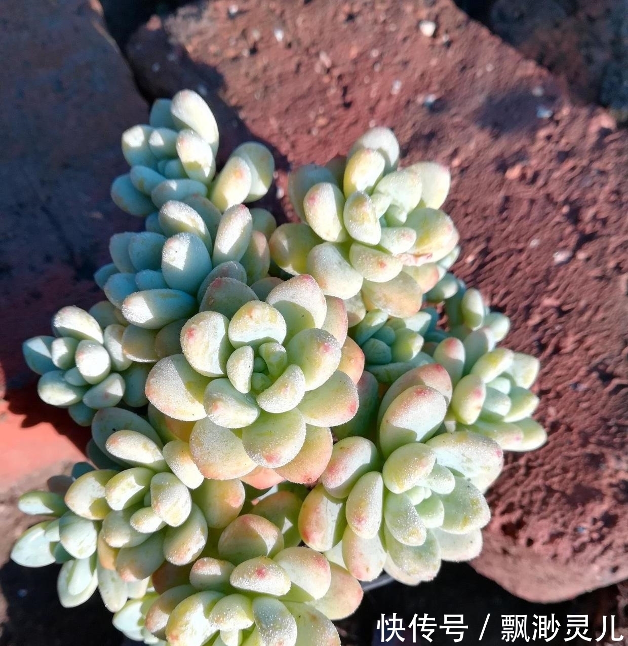 胖嘟嘟的多肉劳尔,叶子红彤彤,栽种用小盆,更容易出状态