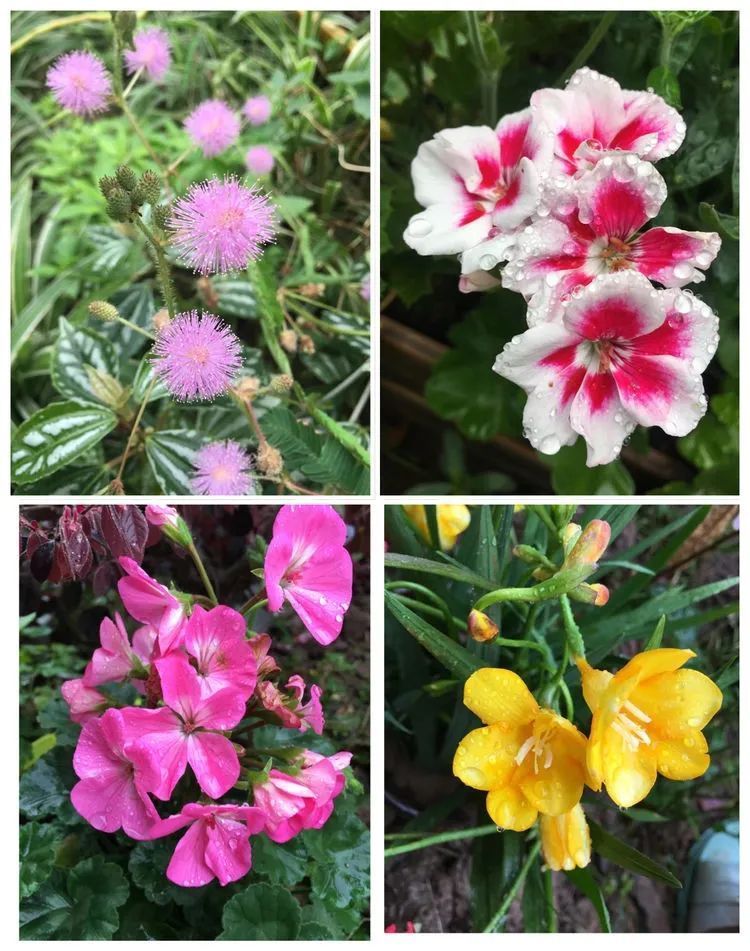 养多肉会上瘾,3年养了500多盆,既美化了环境又愉悦了心境!