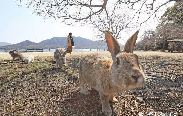 日本濑户「兔岛」野兔面临断粮
