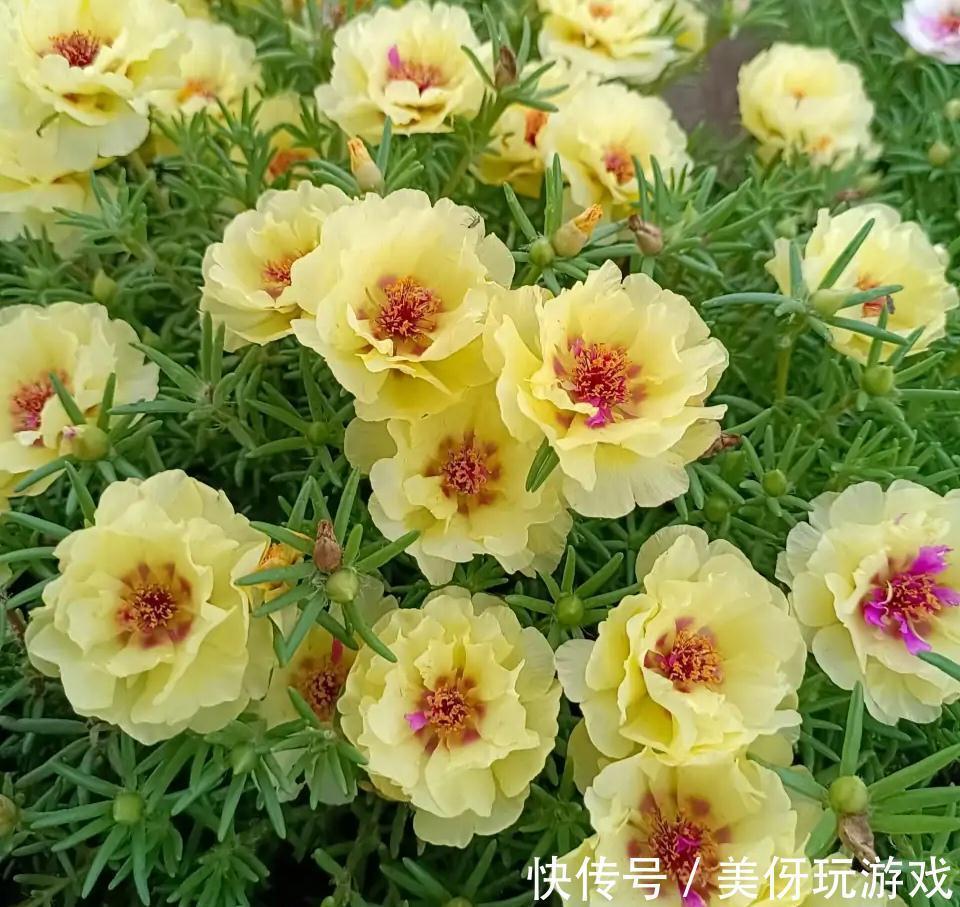 叶片|9种养不死的花,绿萝只能排最后,再养不活就剁手吧