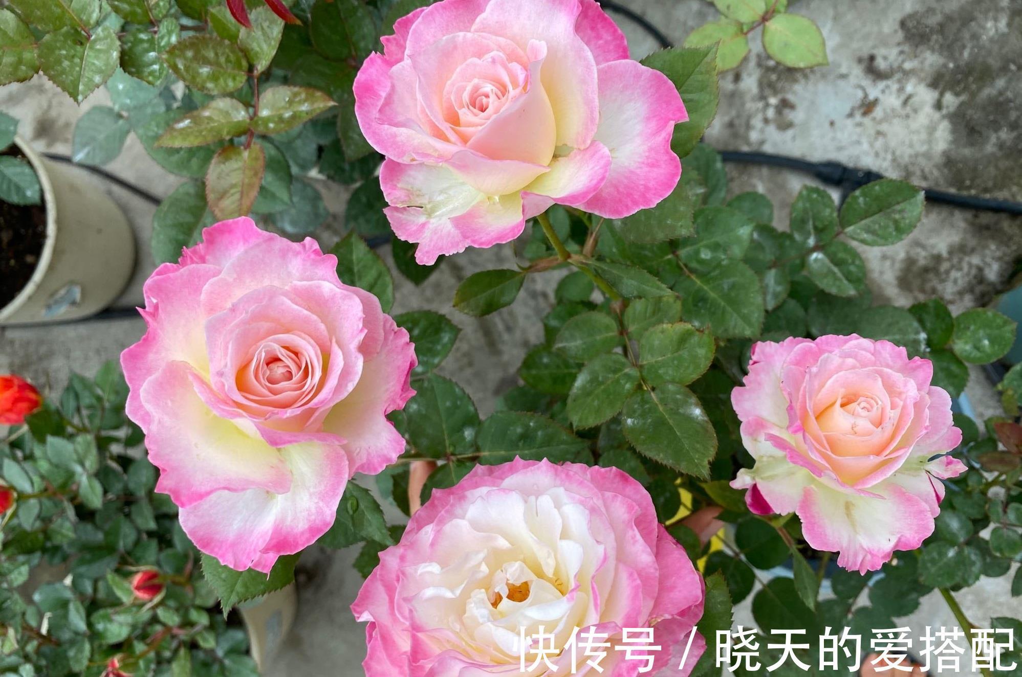 月季花|月季花界的“天使”,自带仙气,浓香四溢,丰花勤花,阳台也能种
