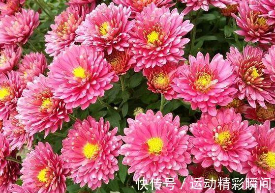 农历十一月大雪过后，养什么花？家里养3种花，国色天香富丽堂皇