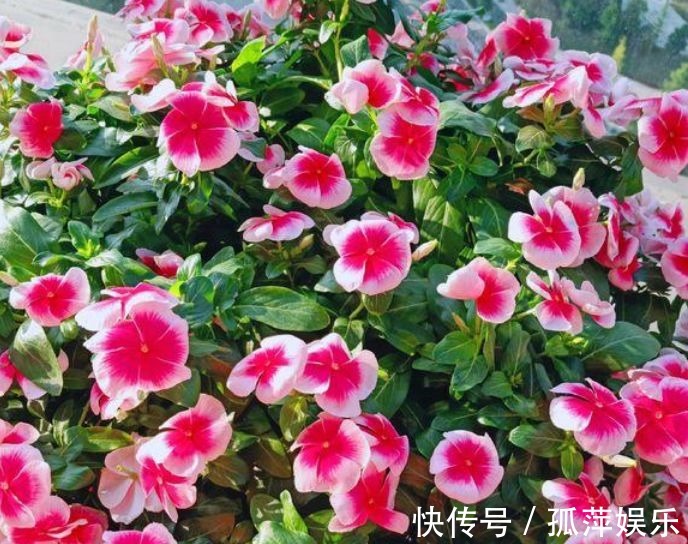 4种花人见人爱,仙气十足,花开美观又大气,花色艳丽灿烂无双