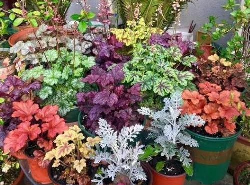 根系|养花种草:规避掉2个坏习惯,植株不再枯黄腐烂、出新问题