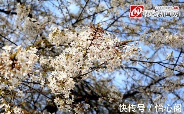 万树樱花白雪飘|麻阳：连绵青山上 野樱花如雪绽放