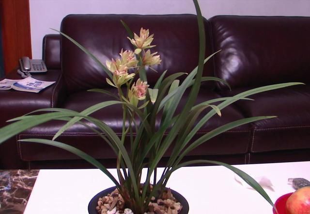 富山奇蝶|能开三季的兰花就是这种,开花优雅有香气,不娇气好养