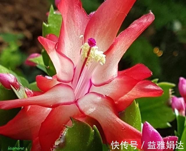 “生根剂”不用买，这2种家家都有，老花匠自己做生根快效果更好