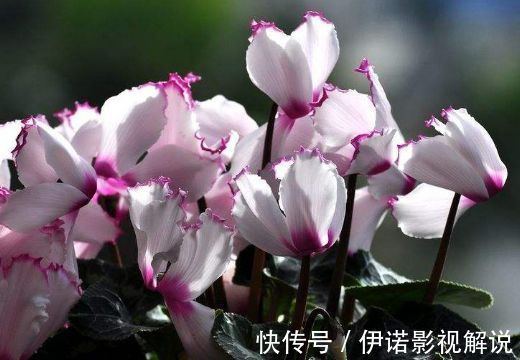 阳台养花，就选5种花卉，好养又漂亮，阳台变花海，天天有花赏！