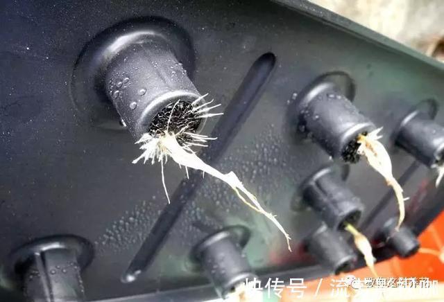 可口|1种野菜含钾高,阳台就能种,年年可摘,好吃可口!