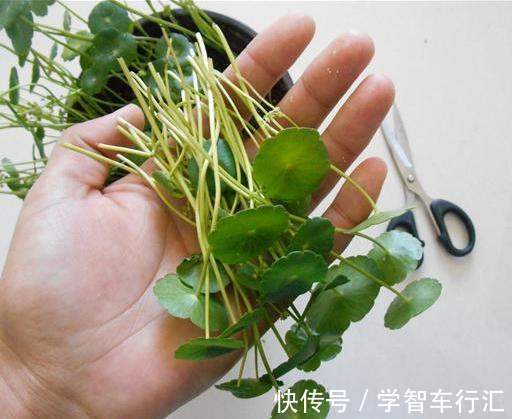 3种花,喜欢“剪秃头”,越剪越茂盛,现在动手刚刚好!