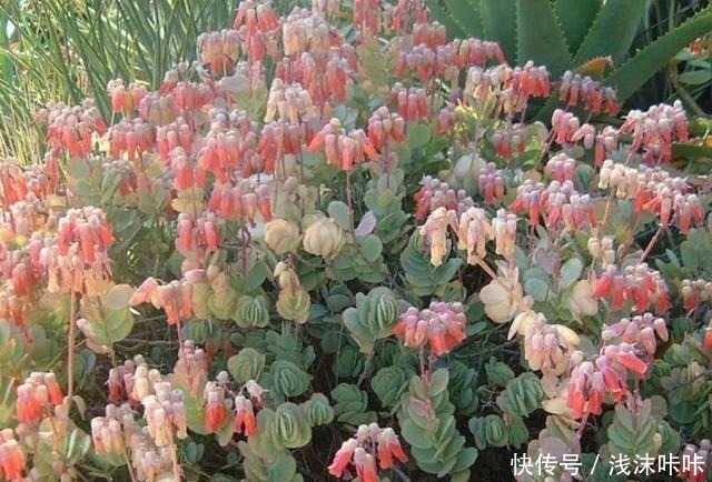 落地生根属的大家庭,品种多,花朵好看!