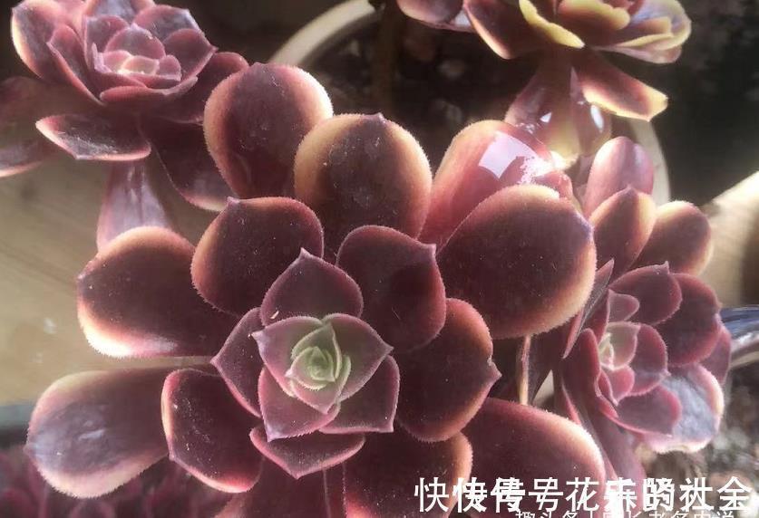 叶片|想把自己的法师多肉养成碗的形状？那必须得满足4个要求才行