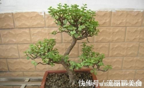 金枝玉叶长的“狂魔乱舞”,剪几刀,秒变“悬崖桩”,烂根也不怕!