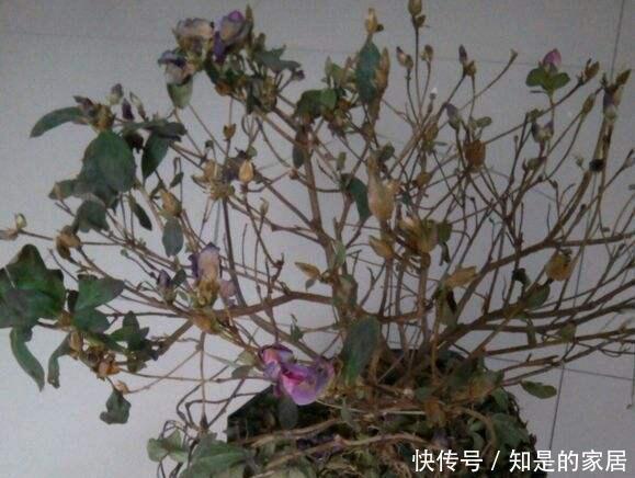 导致的落叶|杜鹃出现非正常落叶怎么办