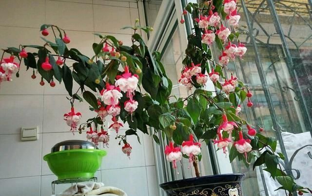 别养绿萝吊兰了,室内绿植选这款,花型漂亮,四季开花,更值得养