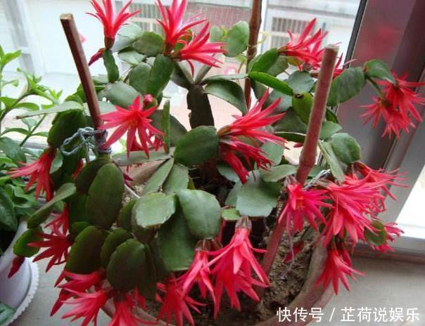 长寿花|此“2种壳”,丢掉就浪费了,留下来“养花”,花卉根系窜满盆!