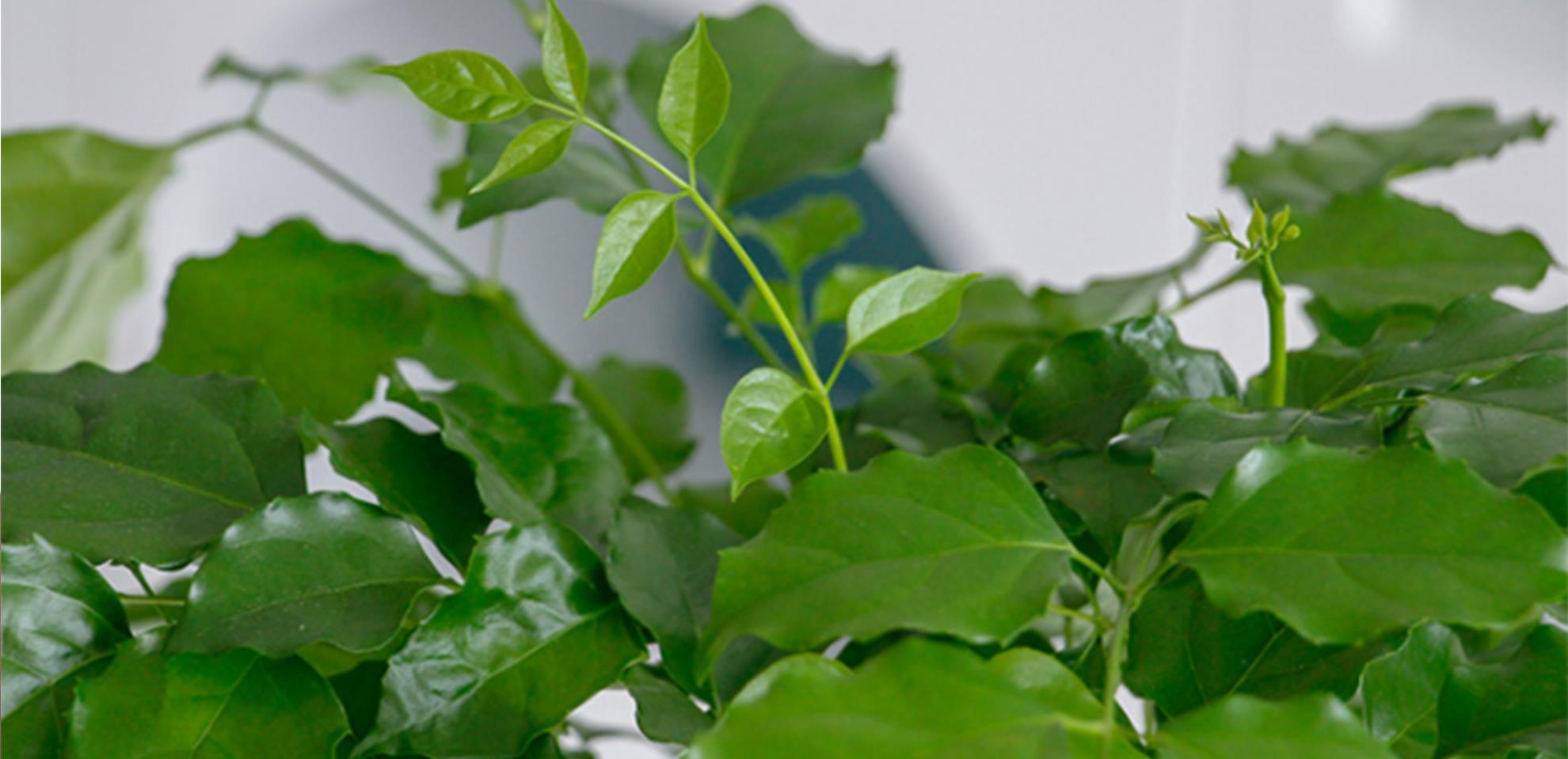 幸福树|夏季养护幸福树，掌握3要素，保证叶片油绿有光泽，长势快