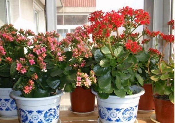 室内温度|老花匠养“长寿花”,轻轻松松变“老桩”,花友给1000不卖