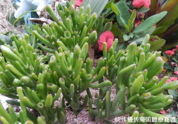 家有喜事|4种花有灵性,平时难开花,一有好事就开花,养过的人都说好