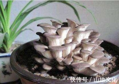 阳台养上“3种菜”,不仅观赏价值高,常吃还能远离“癌细胞”!