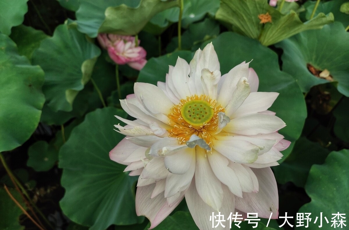 孔圣人@聊斋故事：还魂