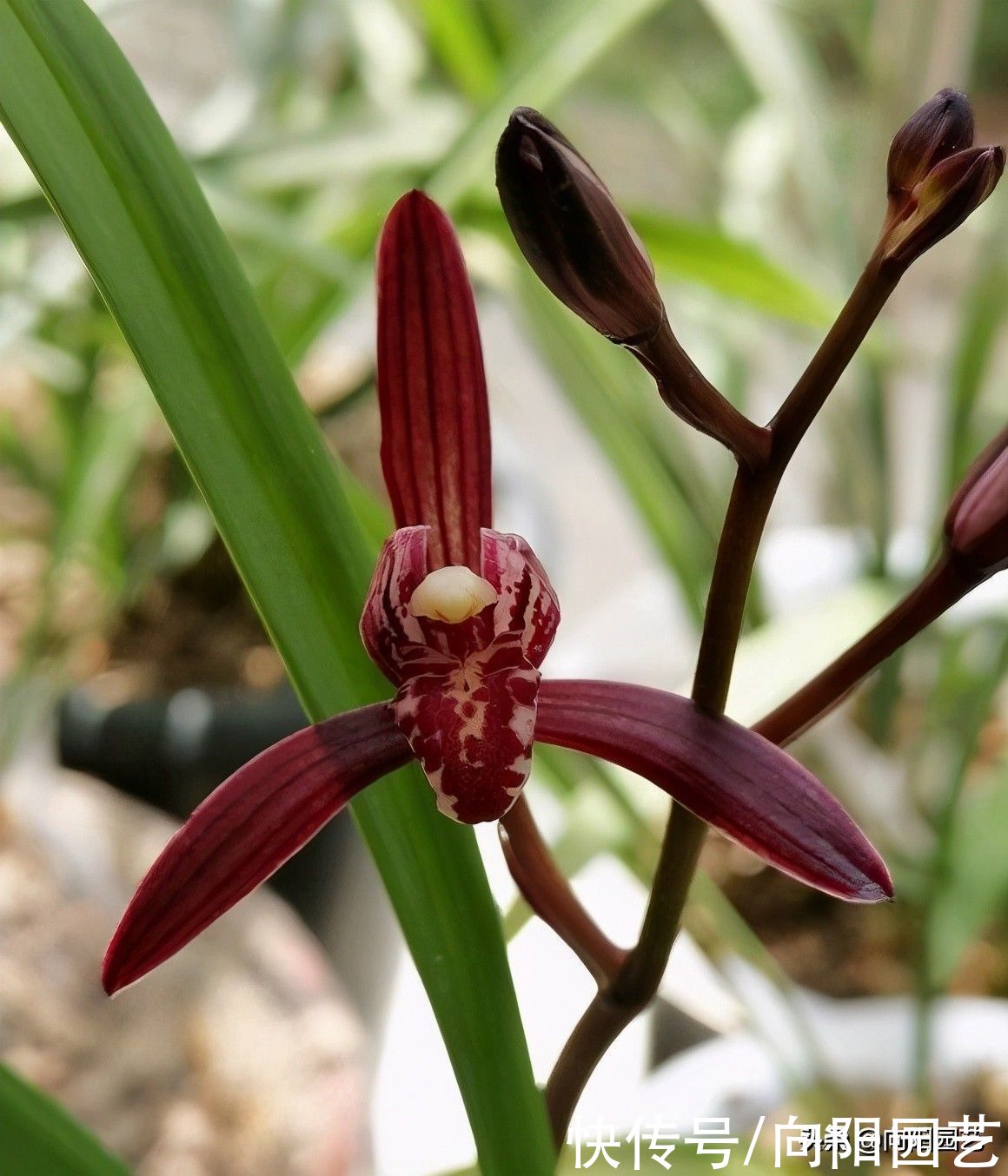 建兰不开花？哪里出问题了？施加氮，磷肥，花期准时开花