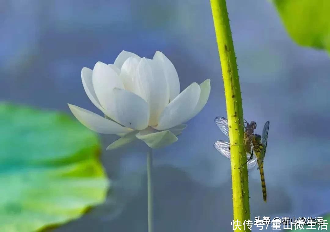 霍山|大沙埂荷花竞相开放，这周末约不？