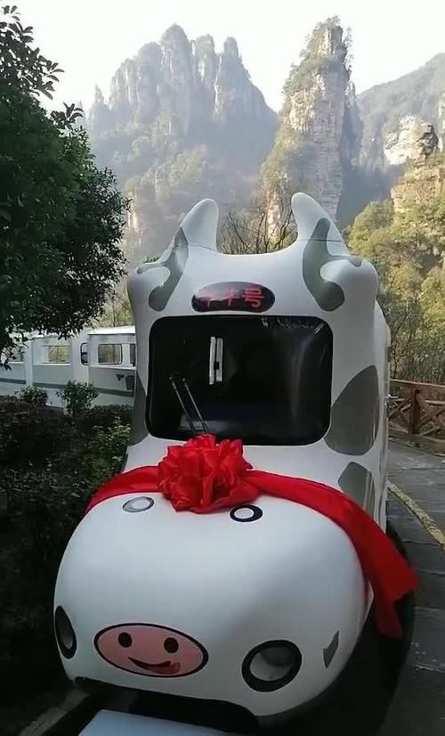 张家界十里画廊景区：坐牛车走牛运 迎牛年看牛景