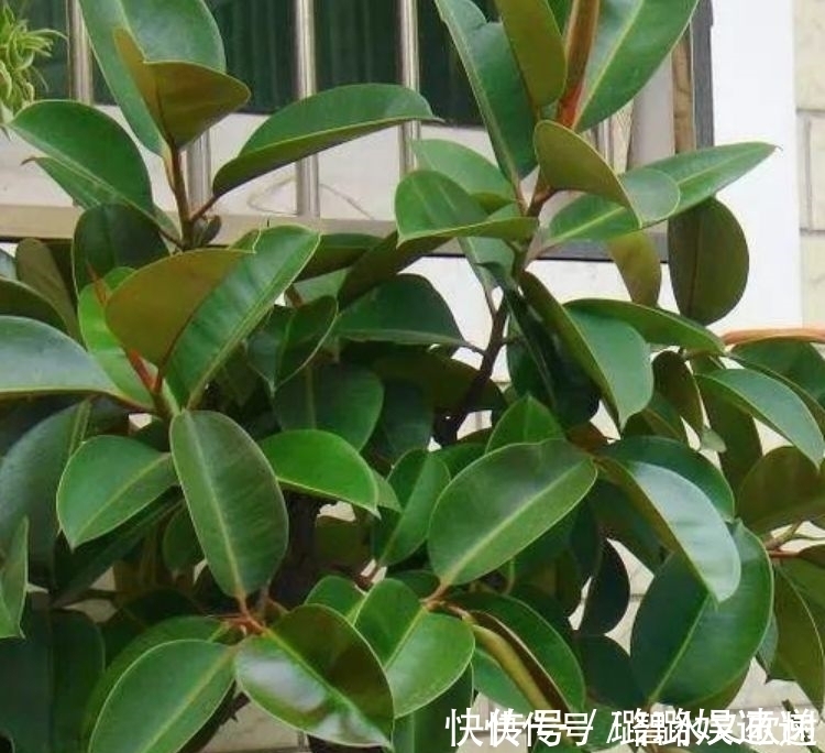 居家就养此款花卉,不闻不问,越不管长得越旺,懒人新手最适合!