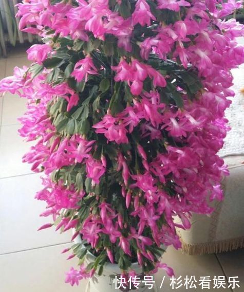 养分|3种“垃圾”用来养花，不黄叶烂根，花卉蹭蹭长，花开满枝！