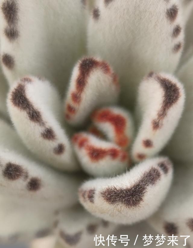 八年|一颗八年没换过盆的月兔耳