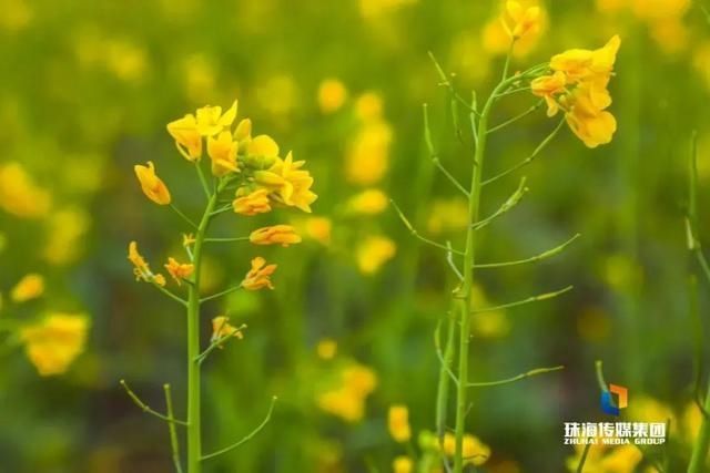 太养眼！茶花廊道、波斯菊花海、勒杜鹃廊道…海天公园上新啦