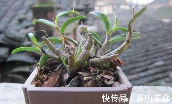 花卉|养花“嫌”住房没阳光，这4种花卉，适合阴凉处养护，同样能开花！