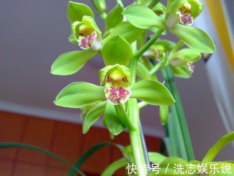 喜欢养菊,那就养盆漂亮的菊花,这花亮丽动人,花开上百天