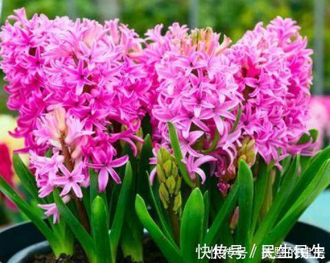 天竺葵|聪明人都养4种花,沾土就活,给点阳光就灿烂,开花不断