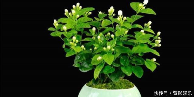 盆栽|盆栽茉莉花,养护注意这3点,花开一茬接一茬