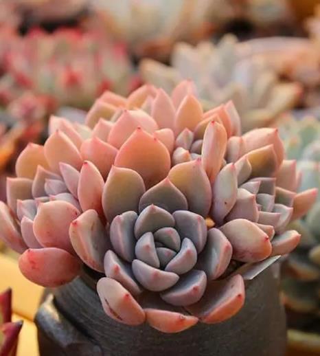 贵州大妈养了一株普货多肉,精致好看长满盆,拍照给大家看看