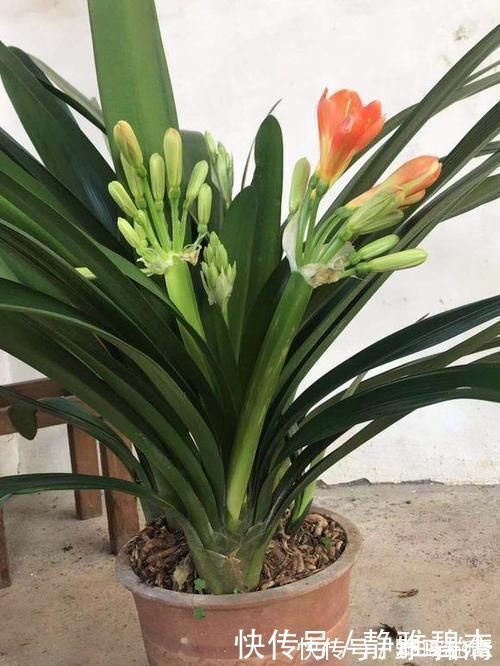 君子兰总是不长，不开花，施什么肥才能生长旺盛并且开花呢？