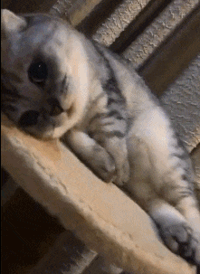 |搞笑GIF段子:姑娘,穿着恨天高不会走路,不要为难自己!